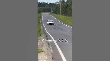 Camaro Zl1 1Le Corsa Exhaust on Throttle 🔥🔈🔈🔈 #camaro #zl1 #