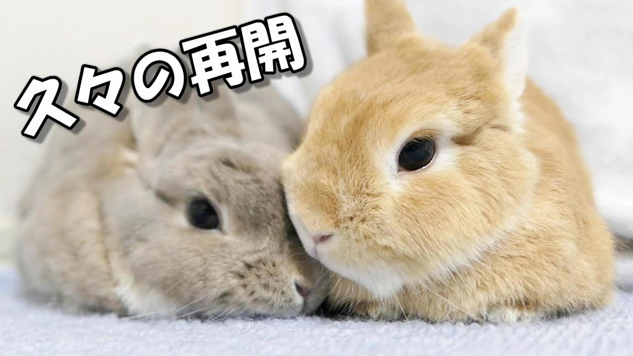 喧嘩してたウサギ達が久々の再開で緊張… - YouTube
