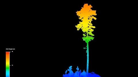 High Density Airbourne UAV LiDAR Data of Pinus Radiata Forest - Reviewing a Single Tree