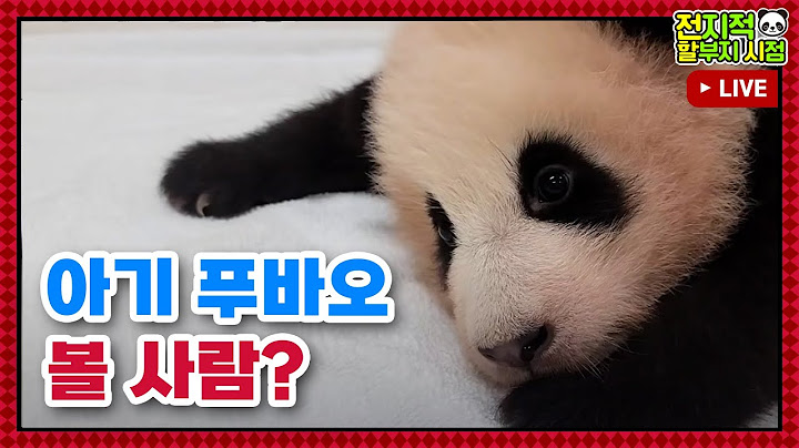 [전지적 할부지 시점 : 정주행] ep.115 하루종일 아기 푸바오 같이 볼 뿌딩이 손!!! 전할시 몰아보기🐼 │ Panda World