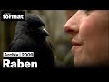 Schlaue Vögel, schlechter Ruf: Raben (NZZ Format 2009)