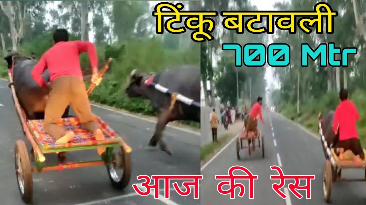 Tinku Batawali Jhota Race 700mtr  New Jhota Race  Tinku Winner