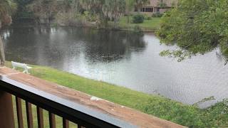 Sienna Park Apartments | Sarasota (FL), United States | Hotel Review 🛏️