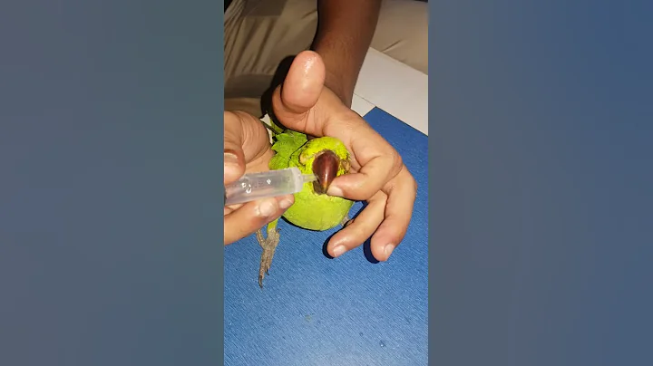 Feeding Injured Parrot. Rescue By Asif Ghani