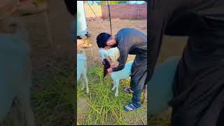 subcutaneous injection in goat #animals #livestock #veteran
