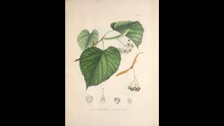 Linden Tree Chocolate: The Botany