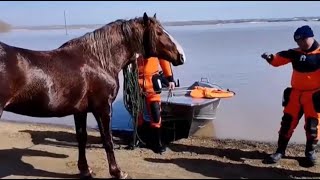 8 тысяч домашних животных погибло из-за паводков в РК