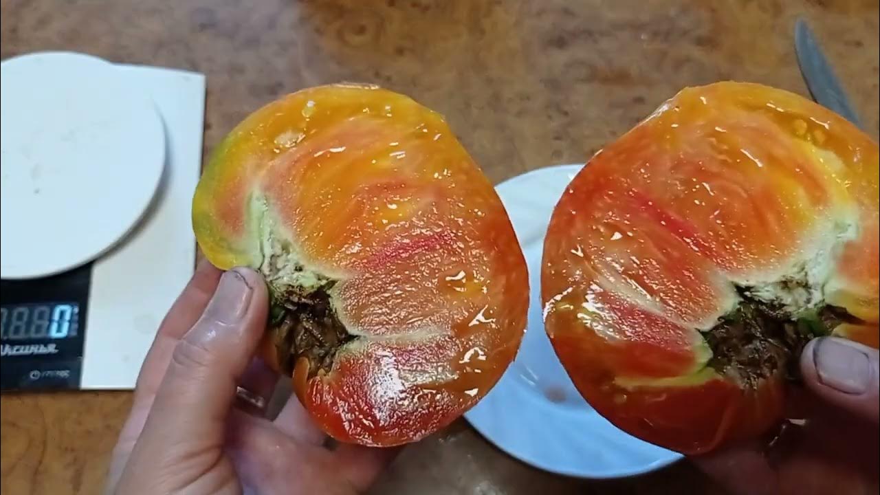 Томат Гном Пит Випер и Долговязая Салли - YouTube