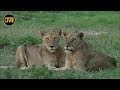 safariLIVE - Sunrise Safari - January 19, 2019