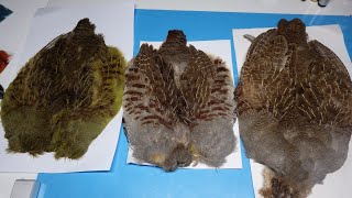 The Difference Between Chinese and English Partridge