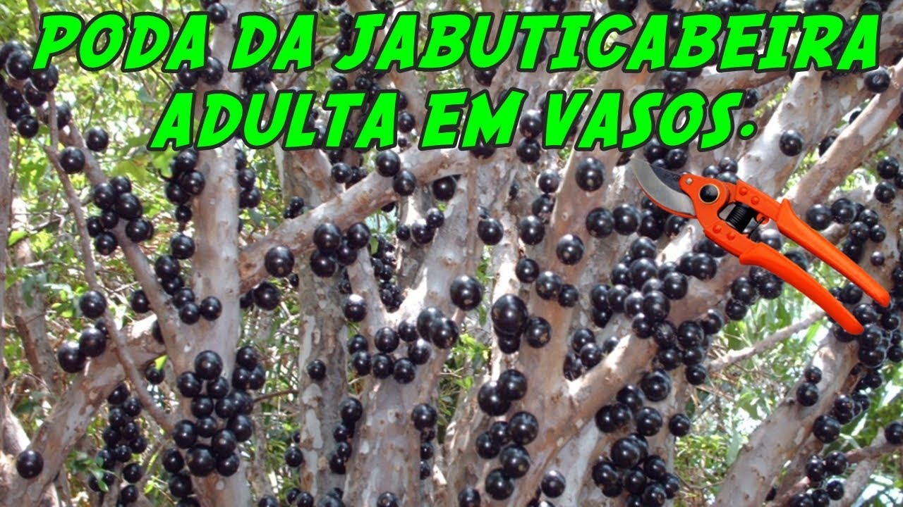 Como podar jabuticabeira adulta para frutificar. - YouTube