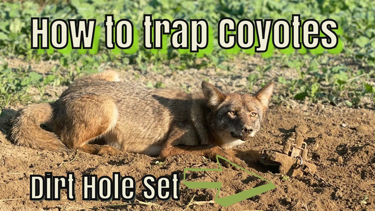 Dirt Hole Set: How To Trap coyotes - YouTube