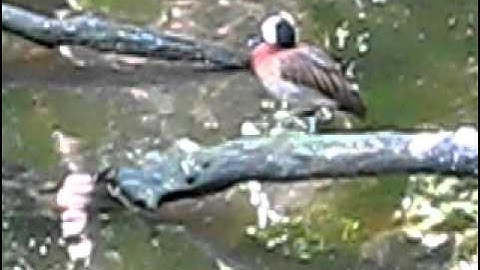White-faced Whistling Duck
