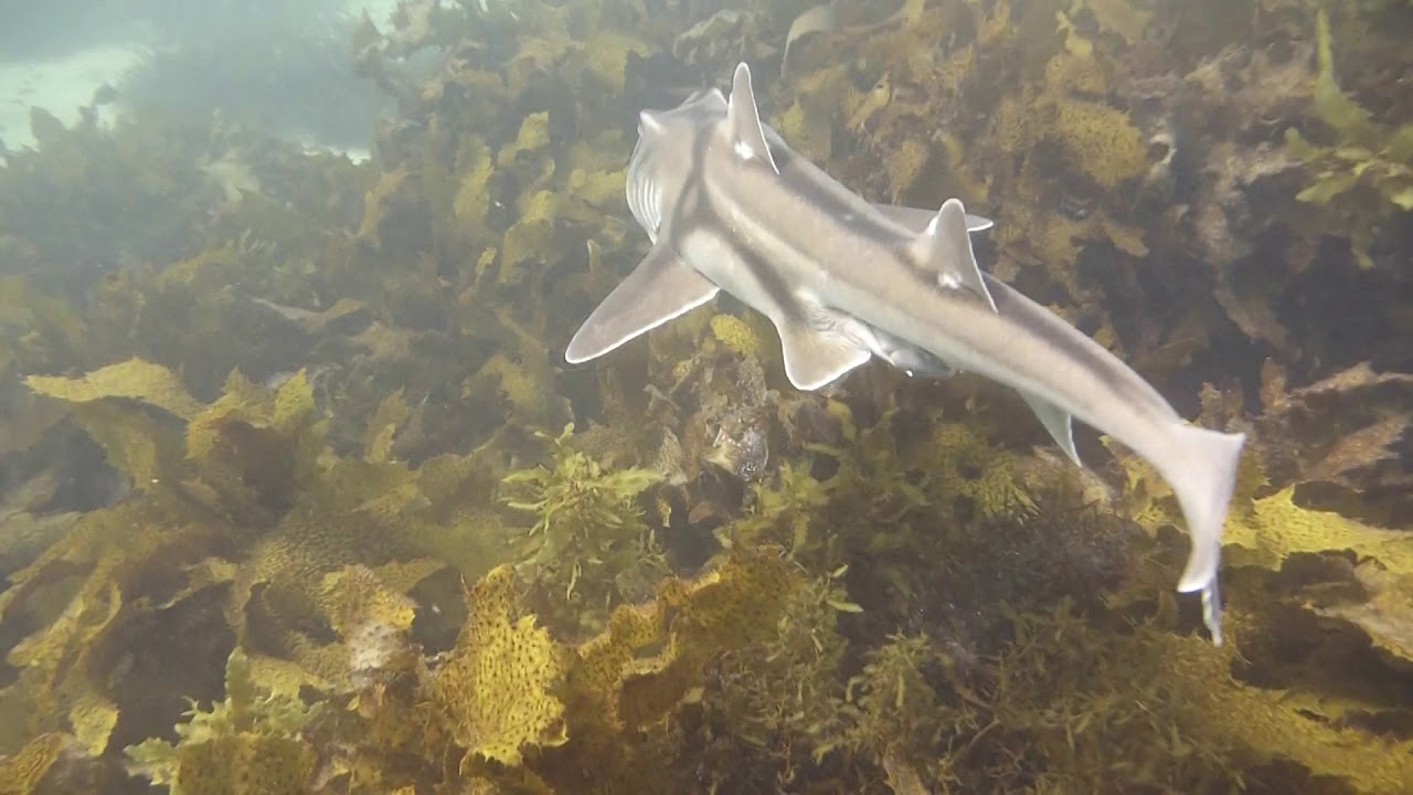 Port Jackson Shark Day at Shelly Beach