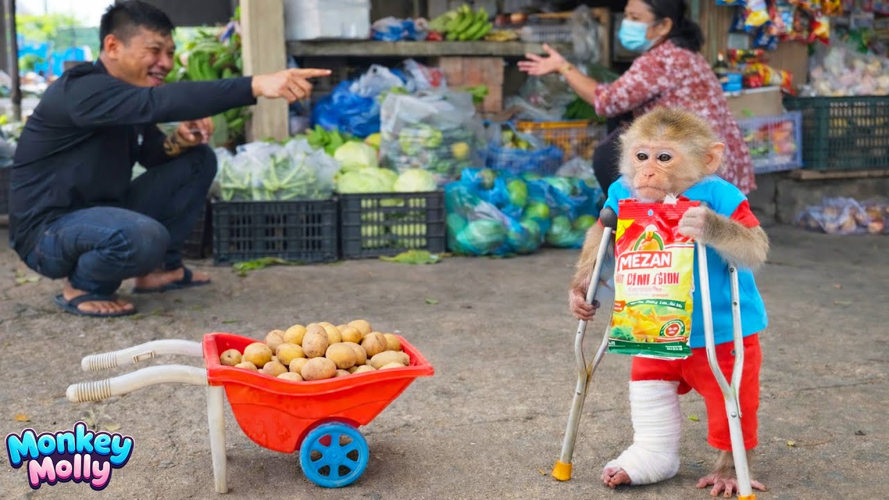 Super chef Monkey Molly helps Dad shop for fresh ingredients and prepare a super tasty meal