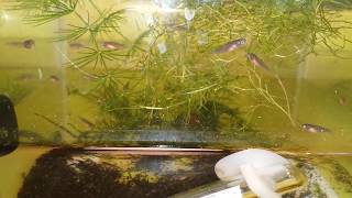 Nothobranchius Korthausae Mafia Killifish, Three Weeks Old. Part 2