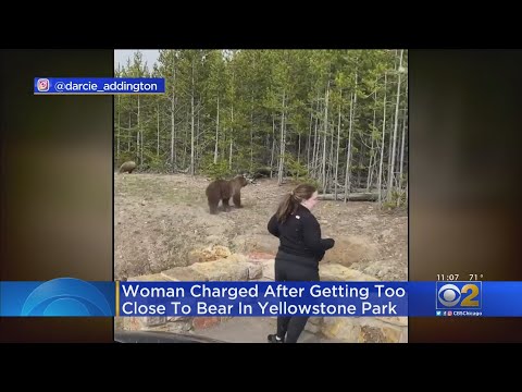 Woman Charged After Getting Too Close To Bears At Yellowstone National Park