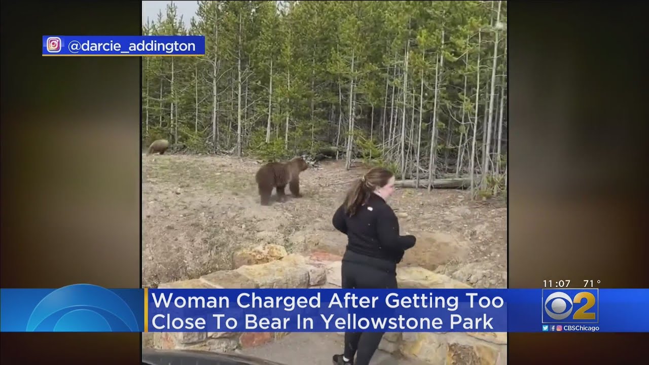 Woman Charged After Getting Too Close To Bears At Yellowstone National ...