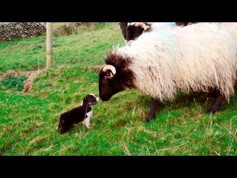 Video: Ako nastaviť mini interný akvariový filter