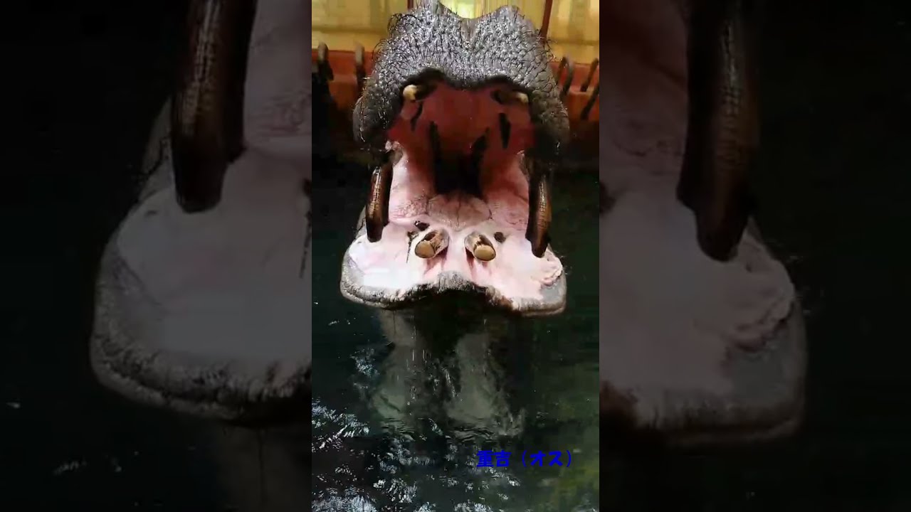 カバの口の中｜オフィシャルブログ｜東山動植物園