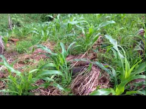 Linda combinación la frijolera y la milpa camera iphone 8 plus apk