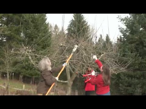 Video: Kako orezati stabla jabuka u jesen: savjeti iskusnih vrtlara