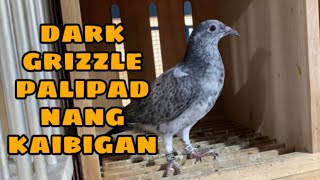 PALIPAD NANG KAIBIGAN REY SO LINE |Reggie Cruz Loft & Aviary #reggiecruzloftandaviary #pigeon