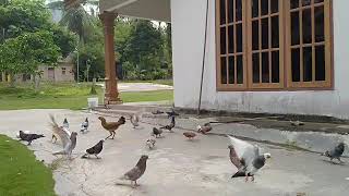 Sedekah untuk burung liar