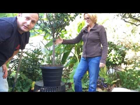 Video: Cara Membuat Tanaman Hibiscus Musim Dingin