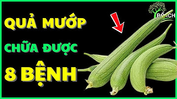 Tin Vui: 8 Lợi Ích Của Quả Mướp Chữa Được 8 Căn Bệnh Thường Gặp Nhất - kênh sức khoẻ bổ ích
