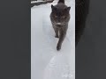Коготь царапучий🕶#Фединыбудни#юмор#котики#cat