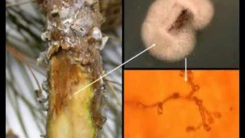 Recognition in Host-Microbe Interaction