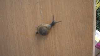 walking land snail