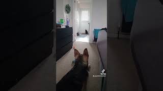 Dont chase the cat, training complete. #germanshepheard #dog #cat