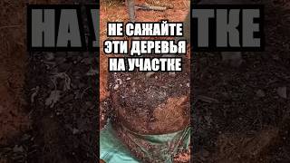 Не сажайте эти деревья у себя на участке и вот почему #дача #сад #огород