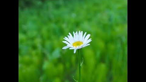 خشوع عجيب بصوت الشيخ ياسر الدوسري سورة الواقعة