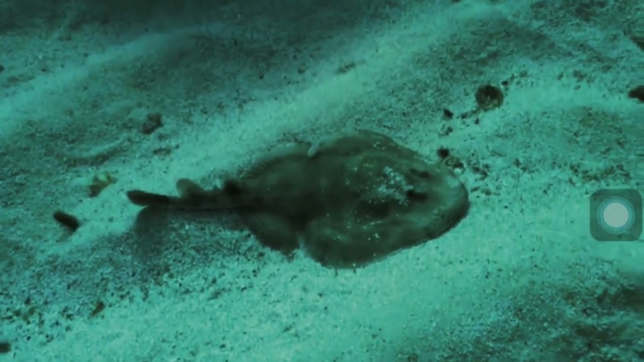 INDIVIDUAL VIDEO - Narcine bravilabiata and Gymnura poecilura