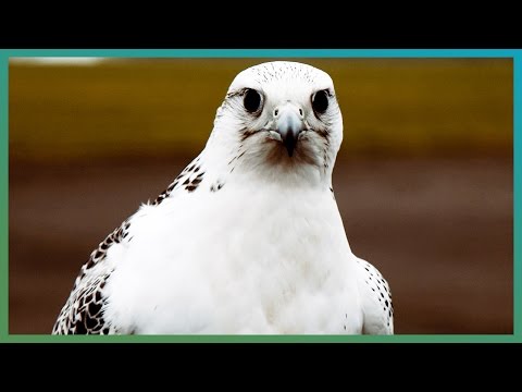 ቪዲዮ: Gyrfalcon ያልተለመደ እና ጠንካራ ወፍ ነው።