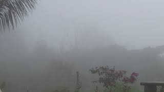 Life in the Cloud Forest - Time lapse of dense clouds in the Costa Rica rain forest