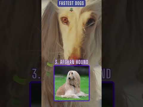 Can Your Dog Beat The World's Topmost Dogs in Speed? #saluki #greyhound #shorts #topdog