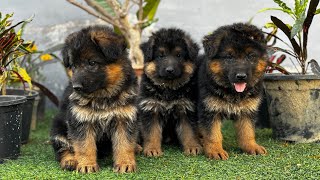 German shepherd Puppies for Sale #germanshepherd #gsd #breeder #dogkennel by Doggyz World 4,561 views 1 month ago 4 minutes, 4 seconds