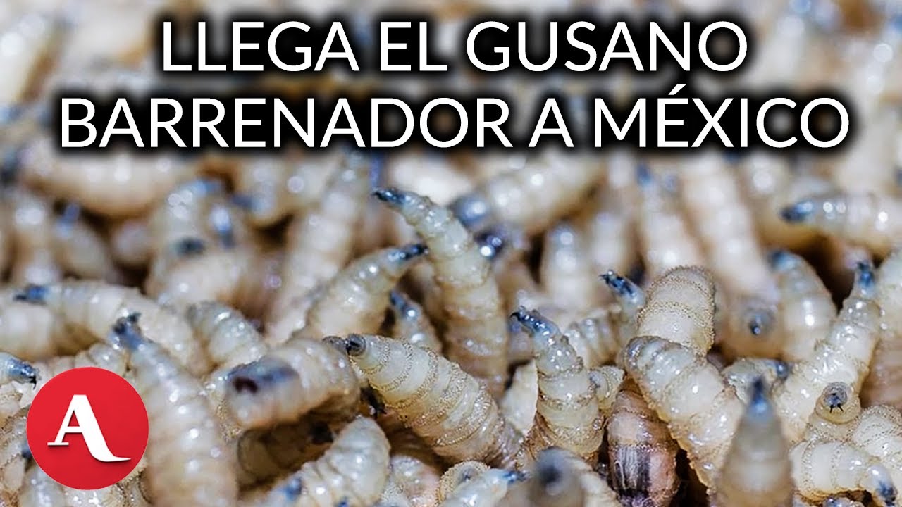 ¿Llegada del gusano barrenador a México tiene que ver con el crimen organizado?: investigadora