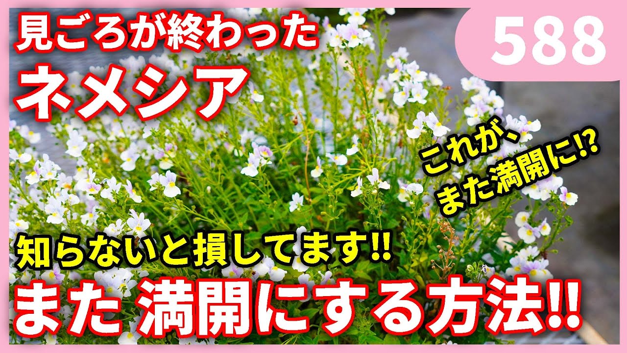【満足度アップ‼】ネメシアを復活させる方法 by 園芸チャンネル 588 園芸 ガーデニング 初心者