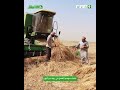 عدسة الناطق حصاد موسم القمح في ريف دير الزور 