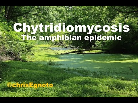 ponds at bayberry Chytridiomycosis - Chytrid the amphibian genocide