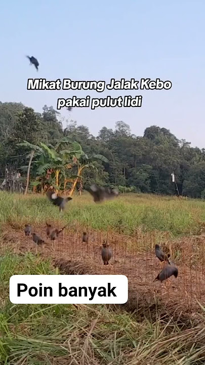 cara jituh menangkap burung jalak kebok #birds #burung