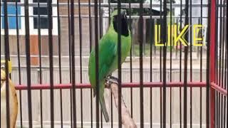 PANCINGAN cucak ijo gacor FUL tembakan walet panjang