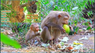 Nice moment ! baby Jovi & Monkey Dawn welcome new timer , he look after instead mom