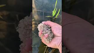 These Tiny Creatures Turn Into Crabs 😳🦀 #shorts