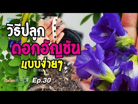 วีดีโอ: อัญชันเติบโตที่ไหน?